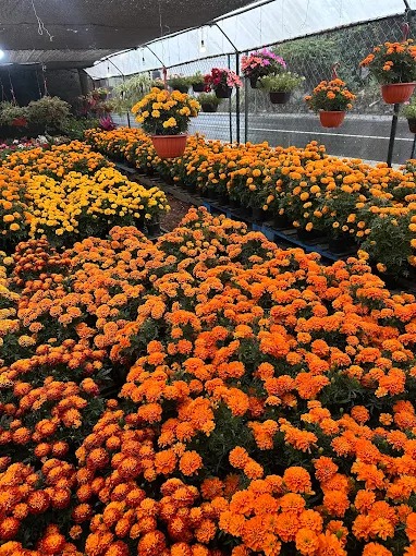 Trabajo de jardinería SEJACSA 9